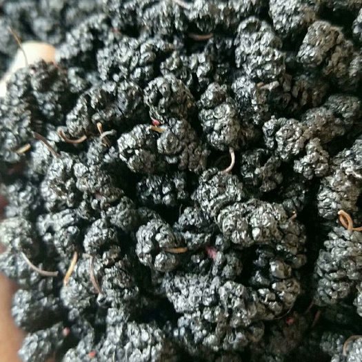 盐边县黑珍珠桑葚 需要的可以速订