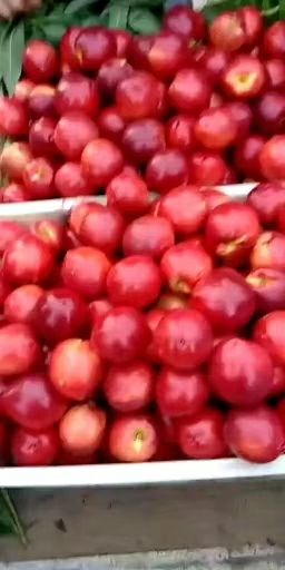  山东陆地油桃火热销售