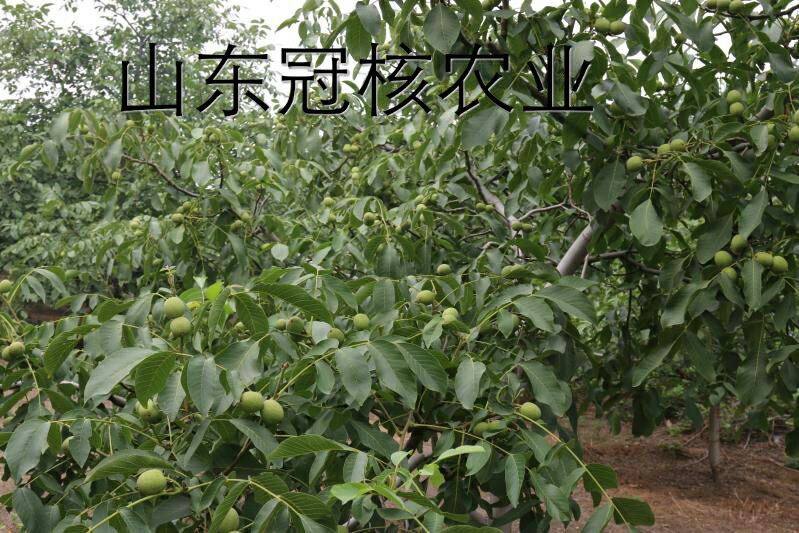  早实核桃苗批发，8518核桃苗基地直供