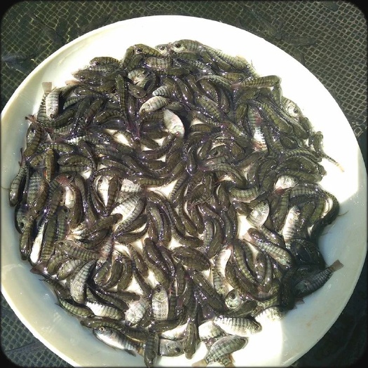 清远 鲩鱼苗/放生鱼苗/脆肉鲩鱼苗批发/湖南鱼苗/现货采购
