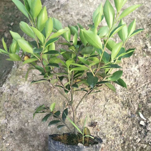 沭阳县茶梅大杯苗，绿化苗木，基地直销