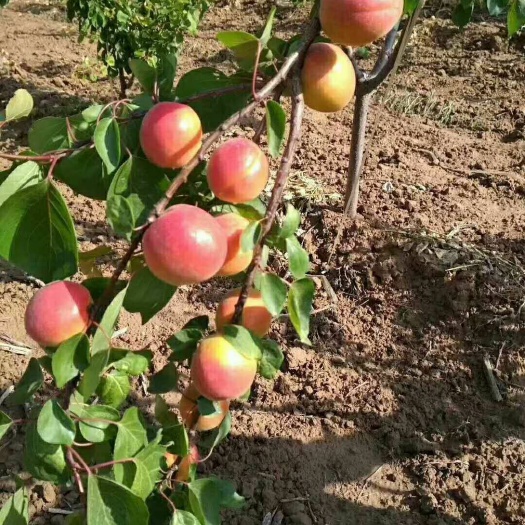 大荔县 丰源红杏，金太阳杏大量上市