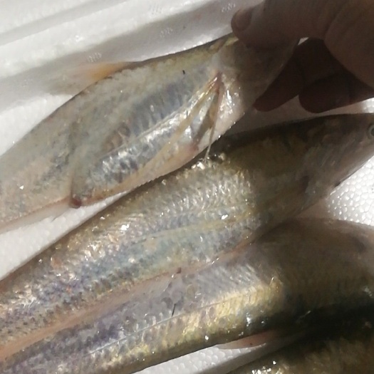 临海市 刀鱼批发