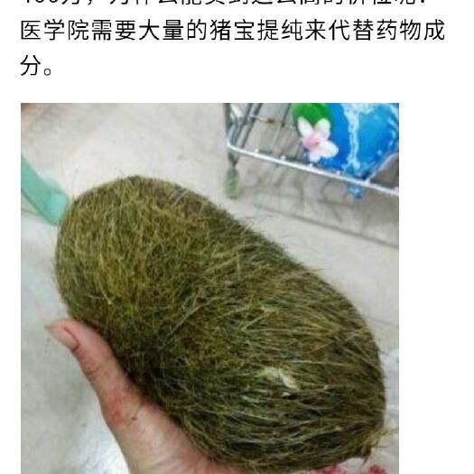 南京猪宝