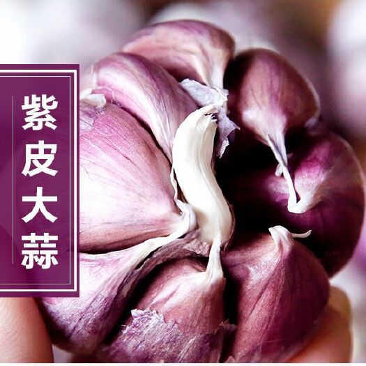 昆明紫皮大蒜 2019年云南大理特产新鲜紫皮瓣蒜干蒜
