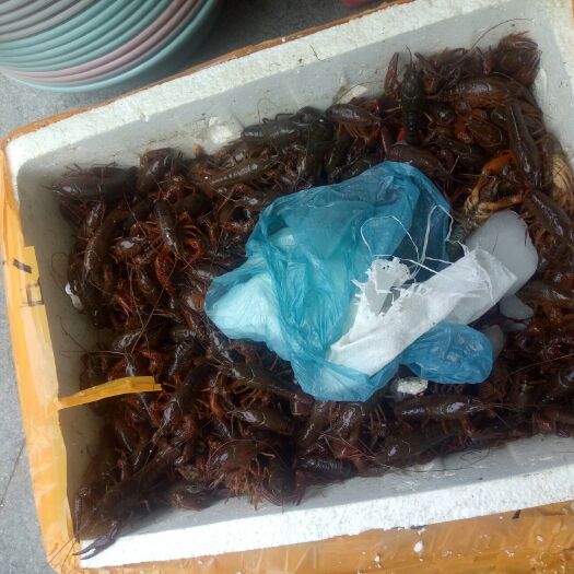 泗洪县青红虾 需要龙虾的请联系