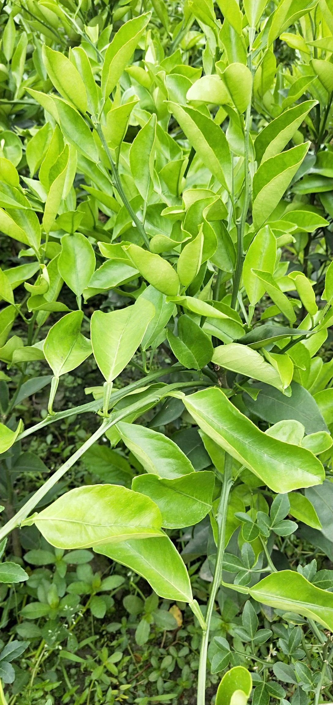 甘平柑橘苗 大量出售各种柑橘杯苗和地苗！甘平杯苗地苗，有需要的联系我！