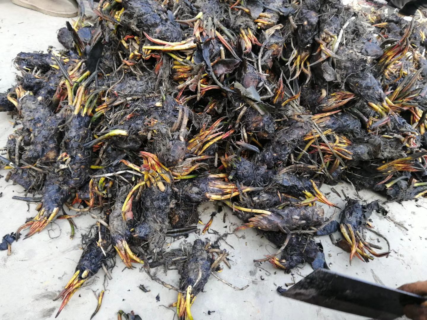  睡莲批发厂家报价/新疆喀什睡莲种苗种植基地供应购买价格