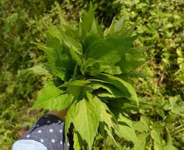 古蔺县 柴胡，大量柴胡供应