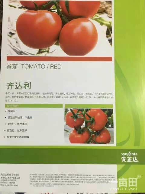 寿光市大红番茄苗 三叶一心