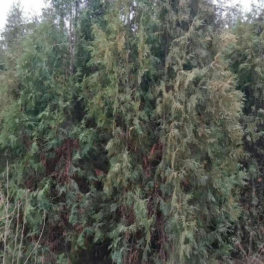 夏县圆枝侧柏 占地侧柏
