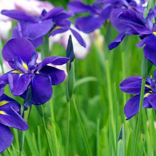 安新县 新疆黄菖蒲批发零售种植价格基地厂家便宜