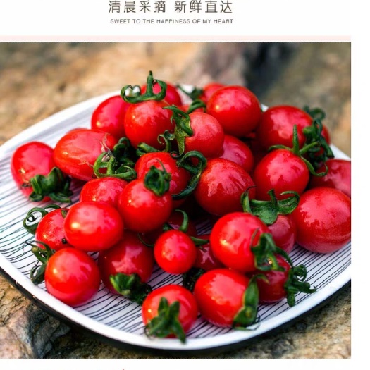 莘县 圣女果，好货，好吃便宜不贵。欢迎大家采购。支持一件代发。