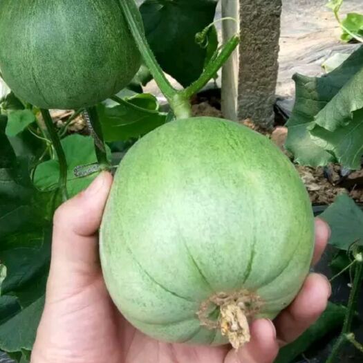 利辛县 精品甜瓜 芦沟1号 脆瓜 香瓜 绿瓜 含糖20 假一赔十