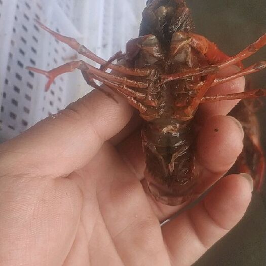 海盐县青壳小龙虾 浙江嘉兴本地养殖虾