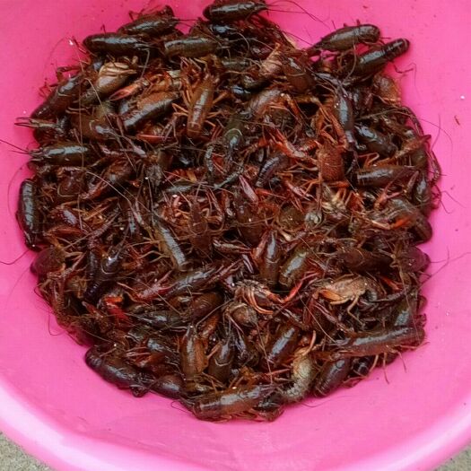 泗洪县青壳小龙虾 5-7钱 人工养殖
