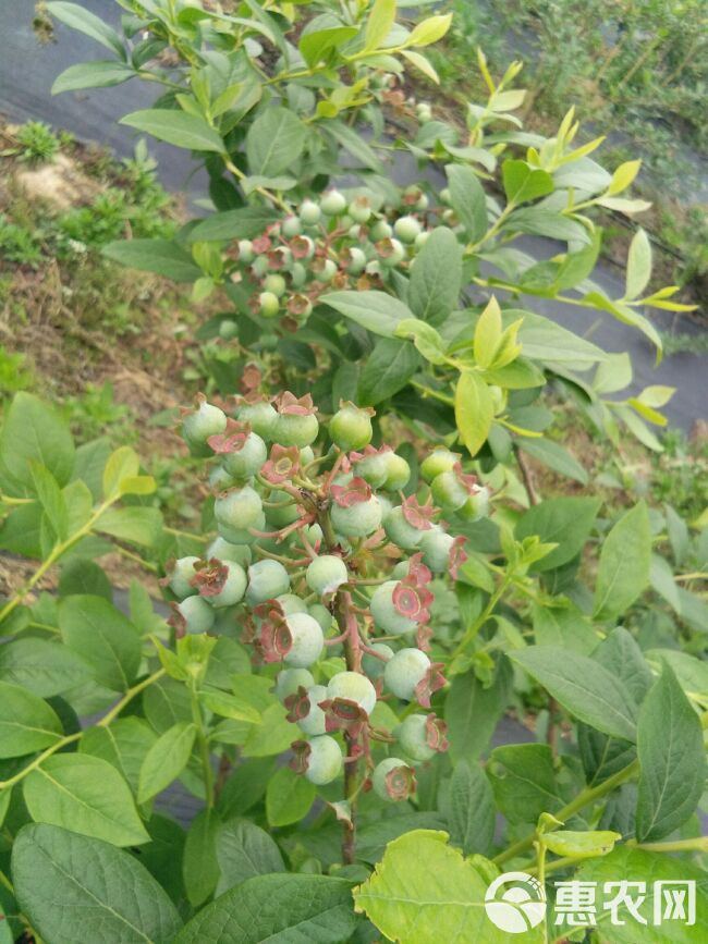  奥尼尔蓝莓鲜果5月底正式开售，第一年挂果，量少而精，口感甜