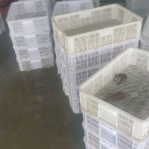 海盐县青壳小龙虾 底板干净肉质q弹  农场养殖直接发货