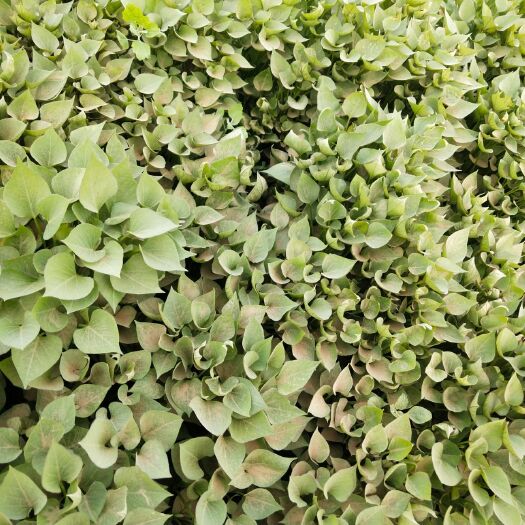 夏津县西瓜红红薯苗 我们只做高代脱毒苗