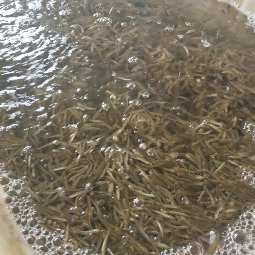 孝感 大量供应泥鳅苗，包成活率！