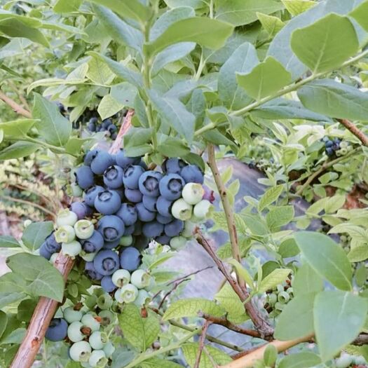 东海县蓝丰蓝莓 2 - 4mm以上 鲜果