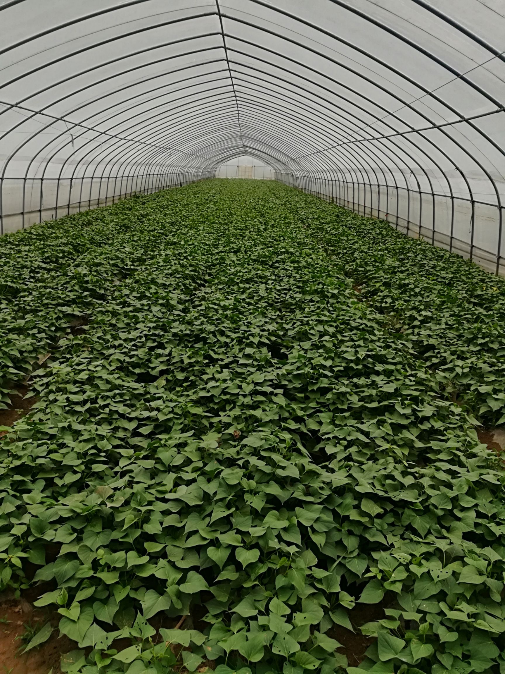 泗县 脱毒红薯苗大田苗，高剪苗。日供应量50万棵。