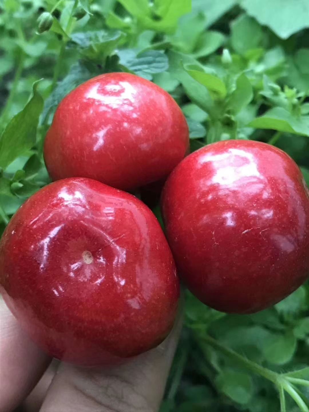 正宗汶川车厘子超大樱桃超非烟台车里子现在现卖新鲜的发给你