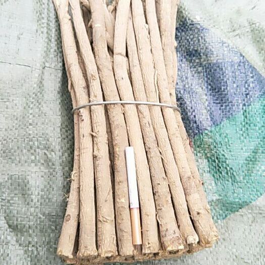 渭源县白皮芪