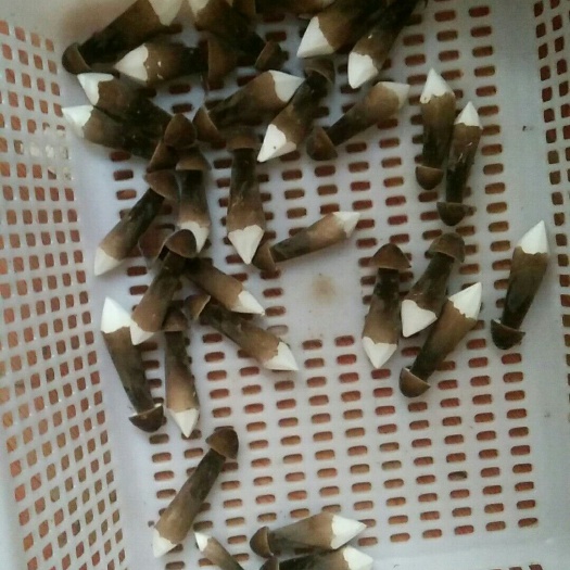 单县鸡枞菌 鲜鸡枞菌