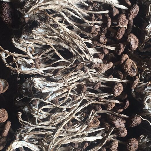 广昌县2021茶树菇新货 不开伞3号茶树菇 干货直销