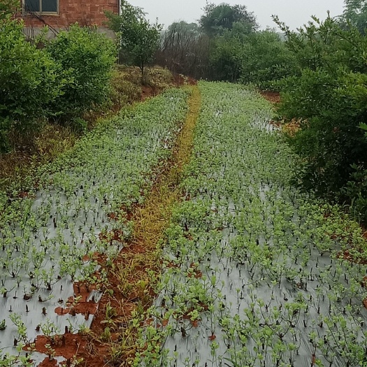 樟树市吴茱萸苗 正宗江西省樟树市中花茣茱萸苗。蔓荆子苗大量供应。