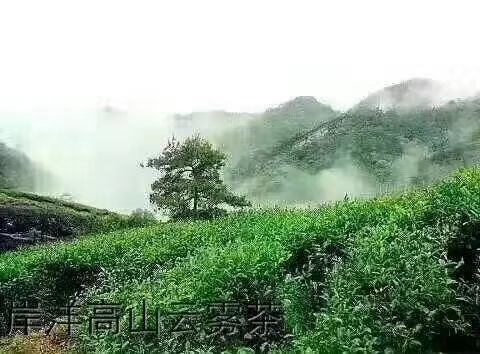 深圳高山绿茶 农家自产高山云雾茶