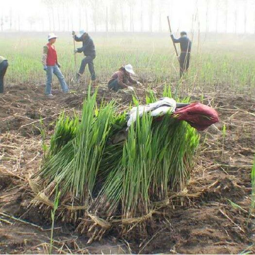 安新县 玉树芦苇苗批发价格青海芦苇苗报价种植芦苇苗基地供应厂家