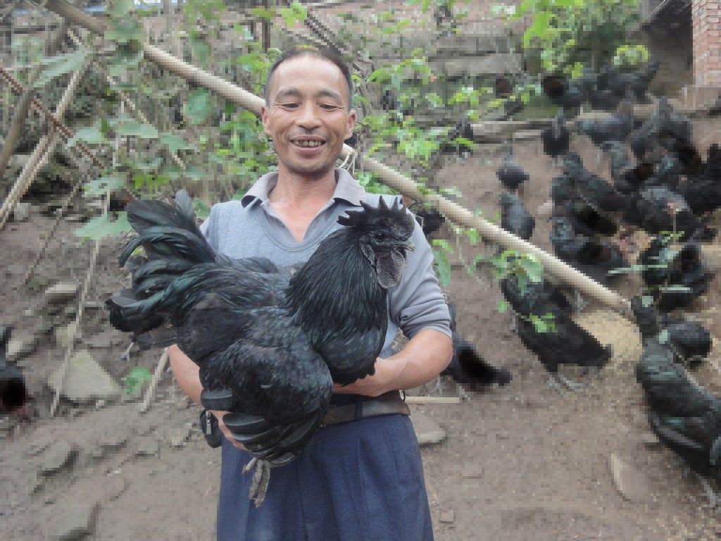 中型乌鸡苗   包打疫苗，基地直供，量大优惠
