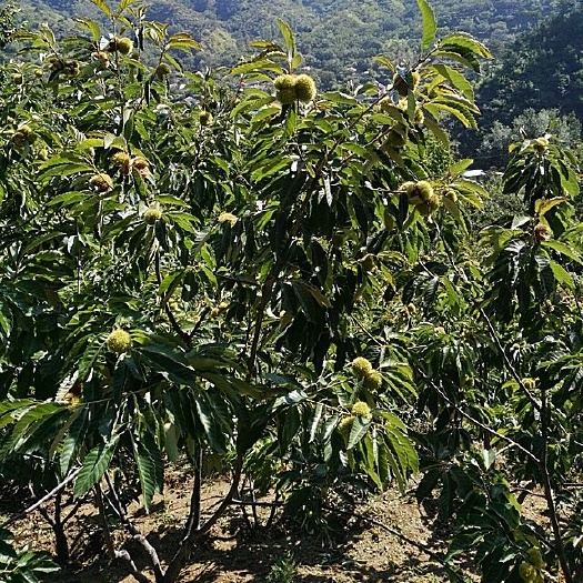 灵山县大红袍板栗苗 嫁接苗 0.5~1米