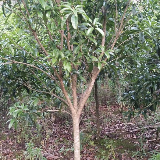 安龙县家里老人种的桂花树，已有快7年啦，有需要的老板，请联系，谢