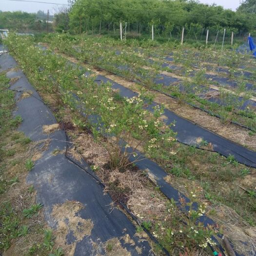 宜兴市 奥尼尔蓝莓鲜果5月底正式开售，第一年挂果，量少而精，口感甜