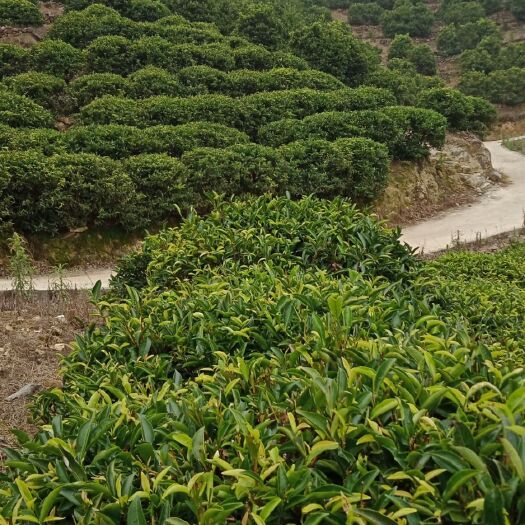 大埔县高山乌龙茶 大乌叶，香气浓郁，沉香持久，耐冲泡，回甘力足，