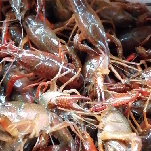 黄梅县清水小龙虾 清水小龙，
虾底板很白，肉质鲜美
