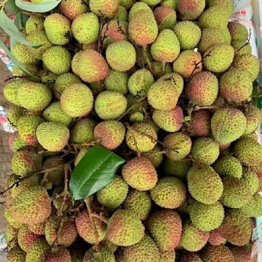 灵山县三月红荔枝  妃子笑荔枝果 妃子笑