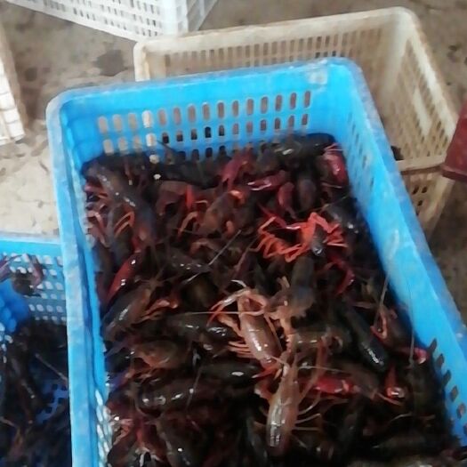 洪湖市小龙虾