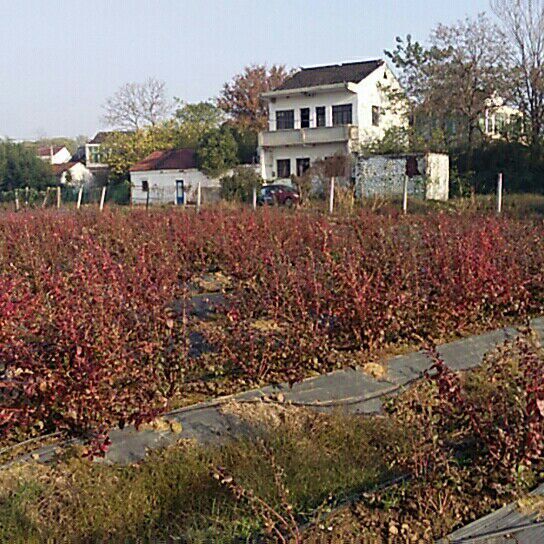  奥尼尔蓝莓鲜果5月底正式开售，第一年挂果，量少而精，口感甜