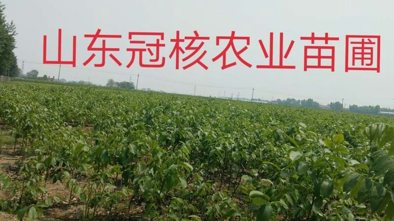淄博 早实核桃苗批发，8518核桃苗基地直供