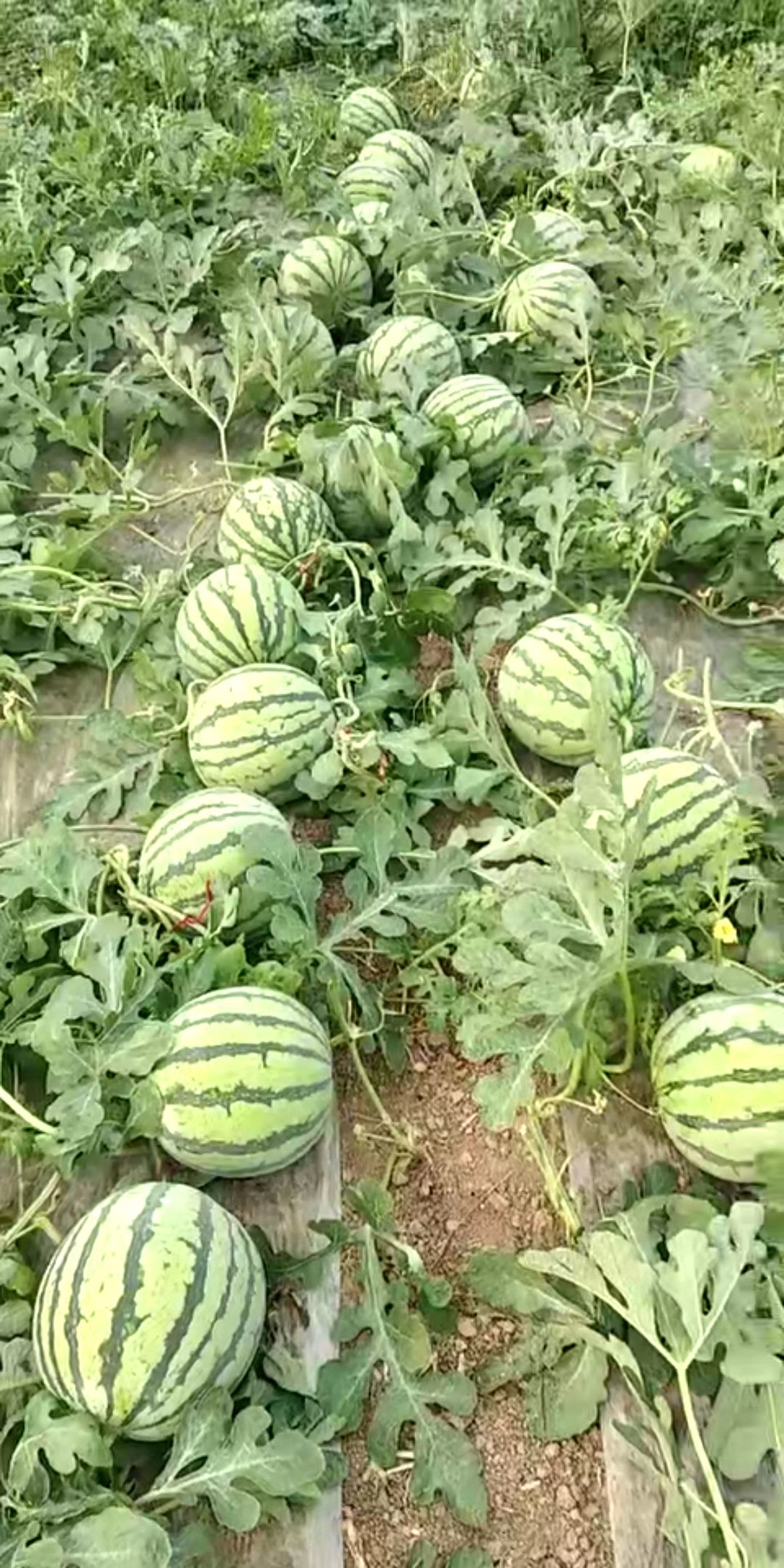 8424西瓜 刚成熟的8424