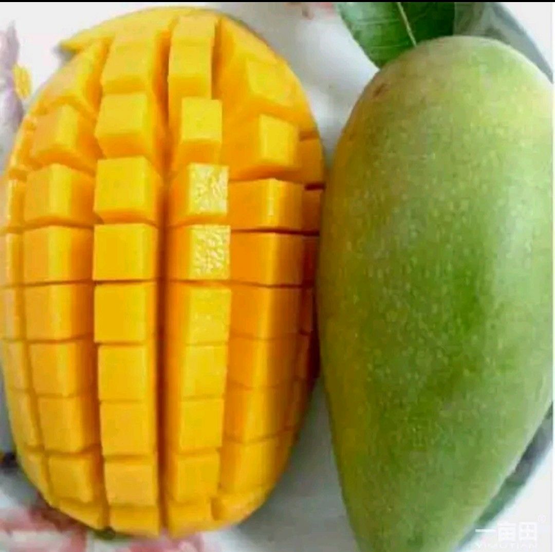 金煌芒果苗 3－5公分