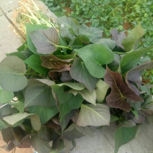 卢龙县烟薯25号红薯苗 地瓜苗，优质种苗，品种多，质量好