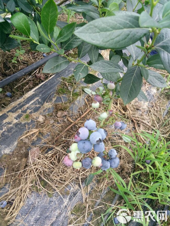  奥尼尔蓝莓鲜果5月底正式开售，第一年挂果，量少而精，口感甜