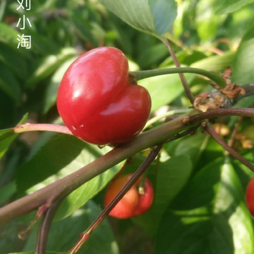 沂源县 红灯美早大樱桃基地直供