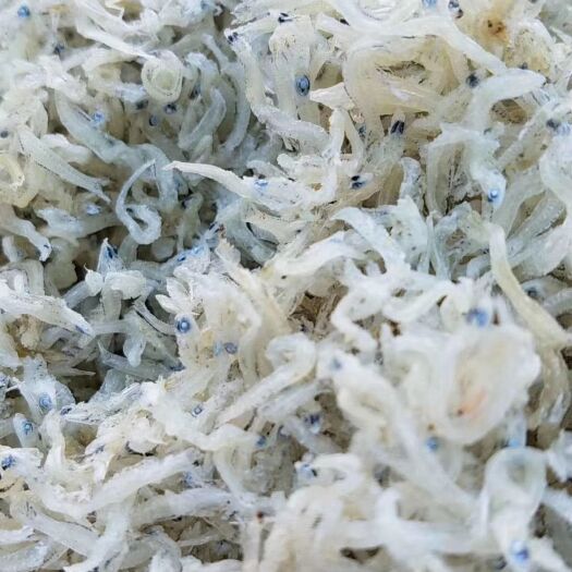 漳浦县沙丁鱼干 丁香鱼干