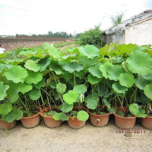 安新县景观盆栽 供应广元盆栽荷花种植批发厂家精品盆栽荷花品种价格便宜